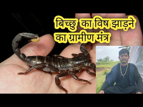 बिच्छु का विष झाड़ने का मंत्र | Gramin Mantra /