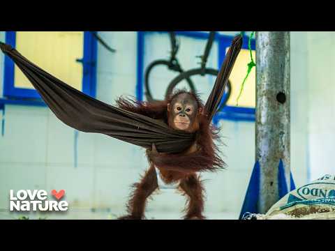 Beni Graduates From Jungle College! | Orangutan Jungle School 302