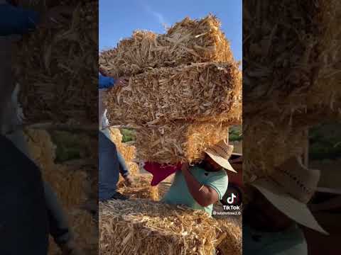 Quien crees que es más fuerte el albañil o el campesino PARTE 1#viral #shorts