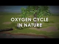 Understanding the Oxygen Cycle