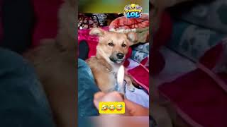 Pet Dogs Lol Moments 🤣😂 #funnyshorts #shorts #trendinglolhub #funny