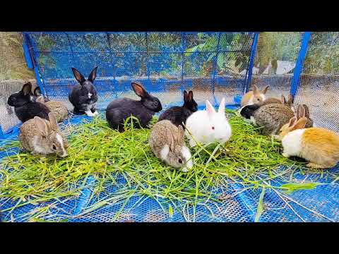 Rabbit cute pet | Rabbit cuteness milestones - Rabbit Rural cute pet