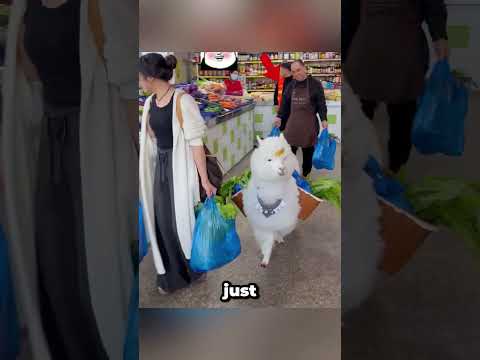 Cute Llama and owner went to shop and buy all veggies 🥰