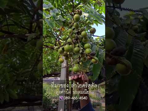 "ที่มาของ..ลำไยคริสตัล" ลุงคำนึง นวลมณีย์//สามอาชีพฯ #ลำไยคลิสตัล #farming