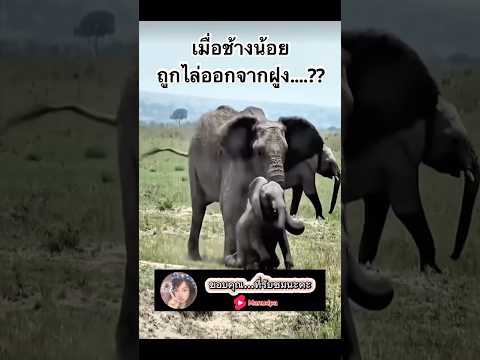 เมื่อช้างน้อยถูกไล่ออกจากฝูง ..?? #หมา #แมว #สัตว์เลี้ยง #shorts #viral #คลิปหมาแมว