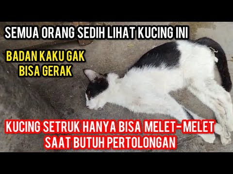 Bikin Nangis Kucing Setruk Di Kasih Makan Hanya Bisa Melet-Melet..‼️