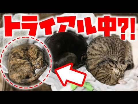 保護猫トライアル5日間の軌跡