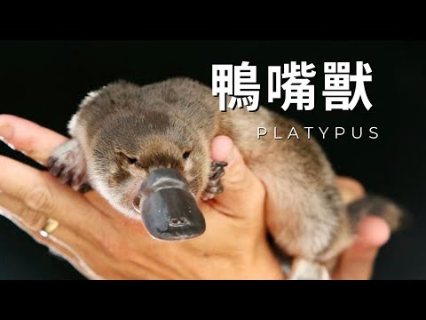 AI百科全書｜動物｜鴨嘴獸 - YouTube(4分26秒)看到2分20秒