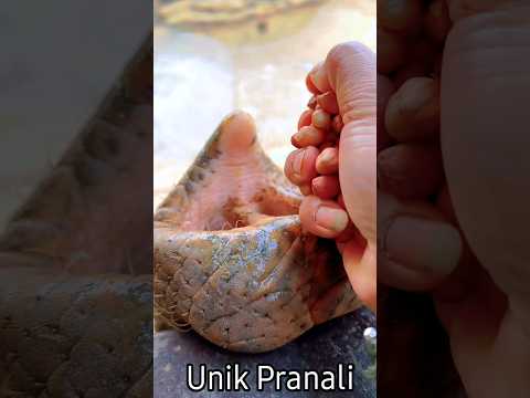 🤯पापा ने सांप को मूँगफली खिलाया😱सांप काट लेगा हट जाओ🤪🤣 #viralvideo #funny #shortvideo #shorts
