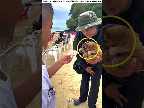Tourists Pay Big Money to Hold This Cute Animal ๐พ๐ธ
