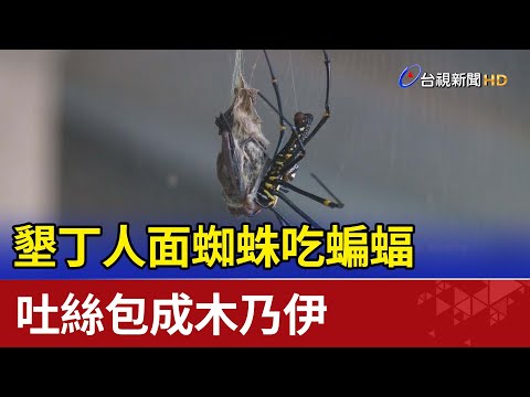 墾丁人面蜘蛛吃蝙蝠 吐絲包成木乃伊 - YouTube(1分38秒)