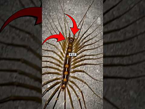 No mates a esta criatura 😨 Ciempiés doméstico