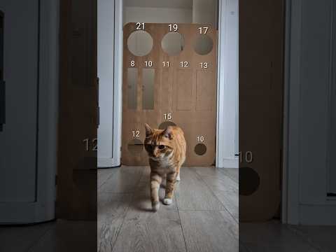 The Door 😅 #cat #challenge #pets #cats #funnycats #catchallenge