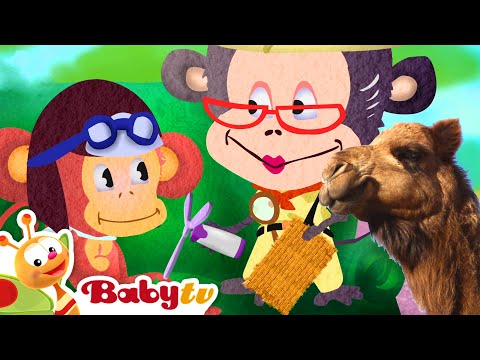 Wielbłądy - zwierzęta pustynne 🐪🌵 | Impreza ze zwierzętami | Poznaj zwierzęta @BabyTVPL