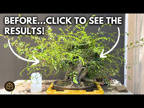 Turning this MESS Into a Show-Ready Bonsai Step-by-Step