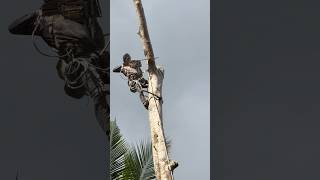 Amazing skill man climbing and cutting tree #shorts