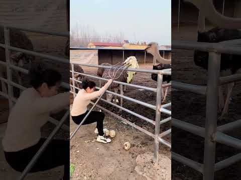 Best Real Activities Animals  part 74