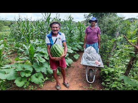 VEJA A AGRICULTURA FAMILIAR NO SERTÃO PERNAMBUCANO, UMA PALESTRA COM SEU MANOEL NAZÁRIO E MARIA.
