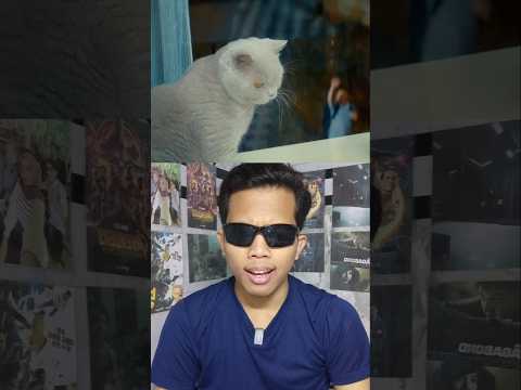 Kucing jendela yang disukai tapi...