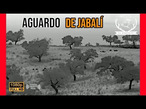 AGUARDO DE JABALÍ 2024 | JUNTO A  RAFA CALVO