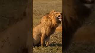 Can’t Stop Laughing at These Hilarious Pet Moments 😂 #funnyfails #animals #funny