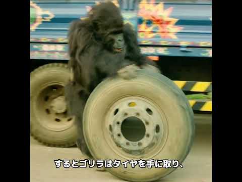 賢いゴリラと愚かな運転手。😂#shorts #movie #japan
