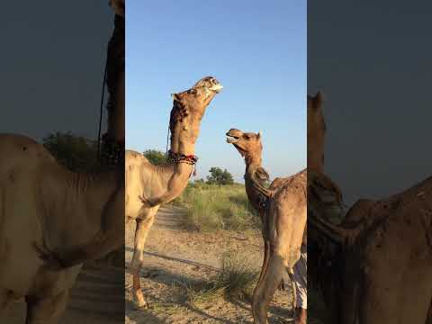 "شاهد حركة الجمل الصغير لما شاف الناقة، فرحان جداً