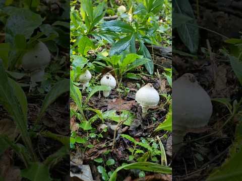 Wild Mushrooms 🍄