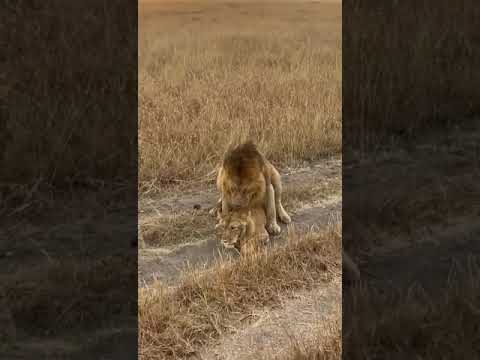 lions mating more cubs are expected in Masai Mara