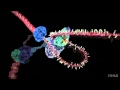 Exploring DNA Replication Mechanisms