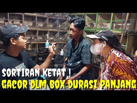 BURUNG2 BAHAN PILIHAN DAN SORTIRAN KETAT, BAHAN RASA GACOR DURASI PANJANG