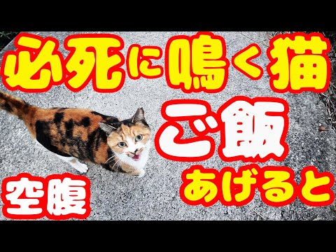 必死に鳴き叫ぶ猫にご飯あげたら・・・ さくらねこへの給餌 癒され野良猫動画 感動猫動画