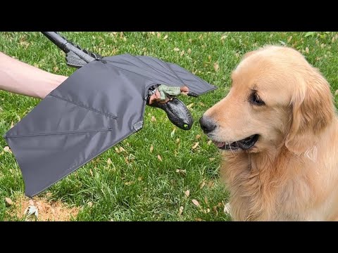 Goldens React To A Toothless Dragon Toy