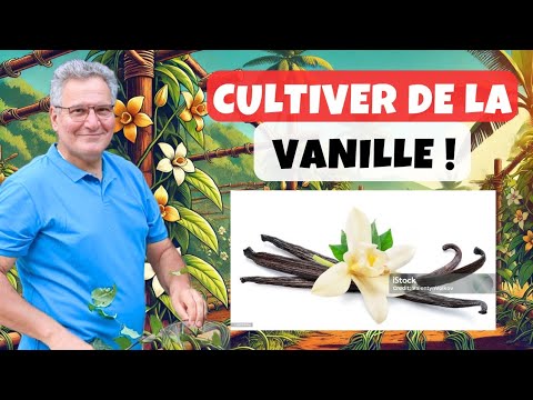 Peut-on vraiment cultiver de la vanille chez soi ?