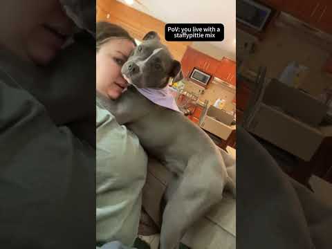 This dog has zero concept of personal space ๐ถ๐ค๐#dog#fouryoupage#funny#fypใท#pets#usaus#foryou