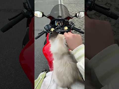 Meowsaki Ninja H2R Sounds 😹