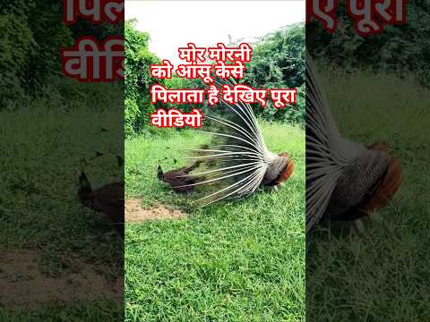 मोर मोरनी को आंसू कैसे पिलाता है देखिए पूरा वीडियो #peacock #lifeisbutadream #birds