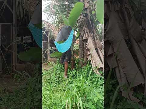 Ku suruh apahku pegangin layang dan mundur #shorts