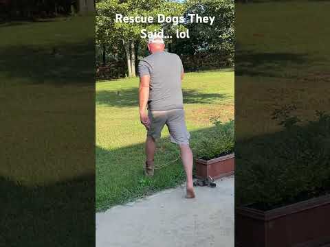 Living their best lives! #funny #animals #rescuedog