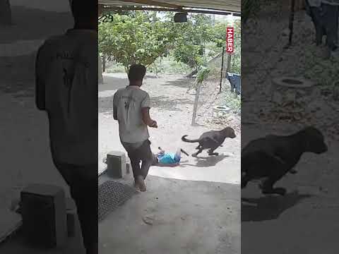 Hindistan’da köpek saldırısına uğrayan bir çocuğu son anda babası kurtardı