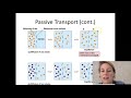 Exploring Passive Transport Mechanisms