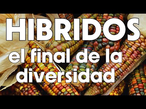 NO cultives VARIEDADES HÍBRIDAS. Te explicamos el por qué 😧