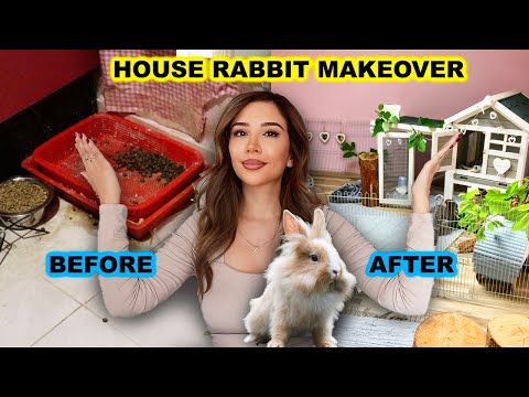 House Rabbit Makeover in a 50-square-foot apartment: MEXICO 🇲🇽 | Episode 11