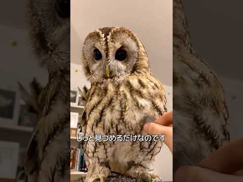 意外なフクロウの性格