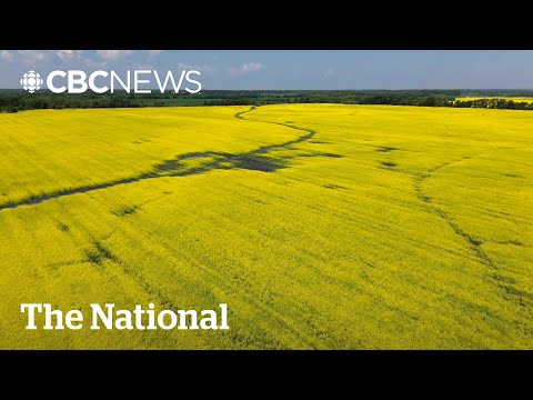 YouTube video thumbnail: Chinese Tariffs on Canadian Canola Have Farmers Bracing for the Worst