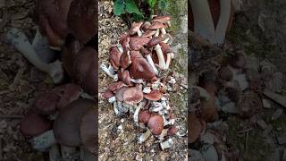 ciuperca grădinarului Stropharia rugosoannulata ( wine cap )