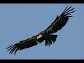 California Condor Recovery Program