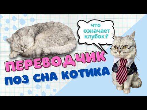 Что означает поза сна кошки | Смешные коты - Майя #кот #кошка