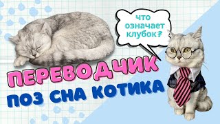 Что означает поза сна кошки | Смешные коты - Майя #кот #кошка