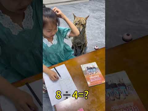I have already answered one question wrong. The tiger next to me is getting anxious😂 #pets #funny